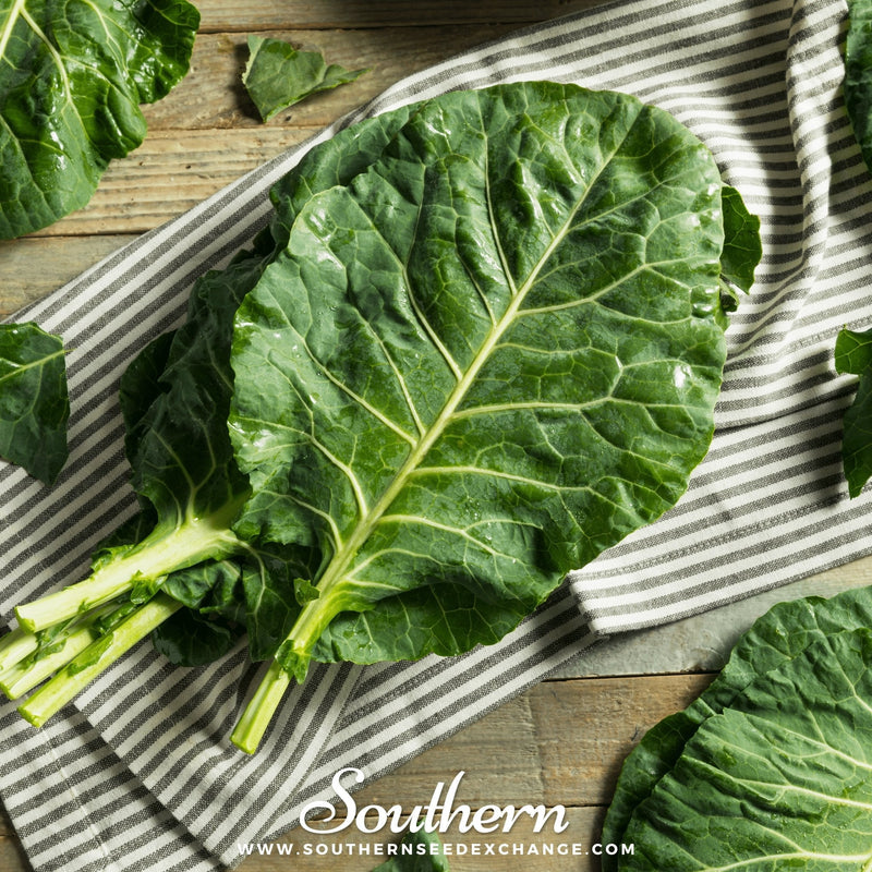 Load image into Gallery viewer, Champion Collard – 100 Seeds
