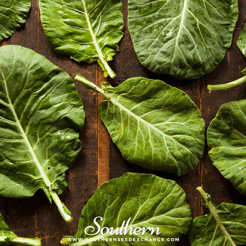 Champion Collard seeds package, 100 count, GrowTime Garden Supply