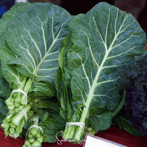 Georgia Collard Greens 100 Seeds
