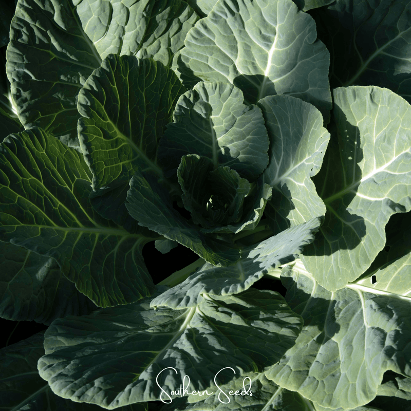 Load image into Gallery viewer, Georgia Collard Greens – 100 Seeds
