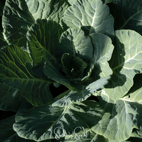 Georgia Collard Greens – 100 Seeds, additional product view 2