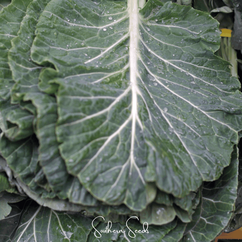 Load image into Gallery viewer, Georgia Collard Greens – 100 Seeds
