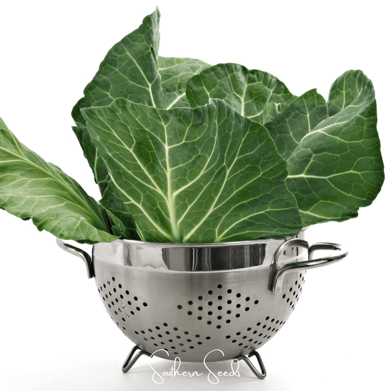 Load image into Gallery viewer, Georgia Collard Greens – 100 Seeds
