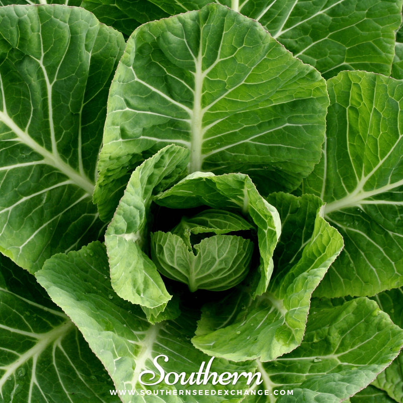 Load image into Gallery viewer, Vates Collard – 200 Seeds
