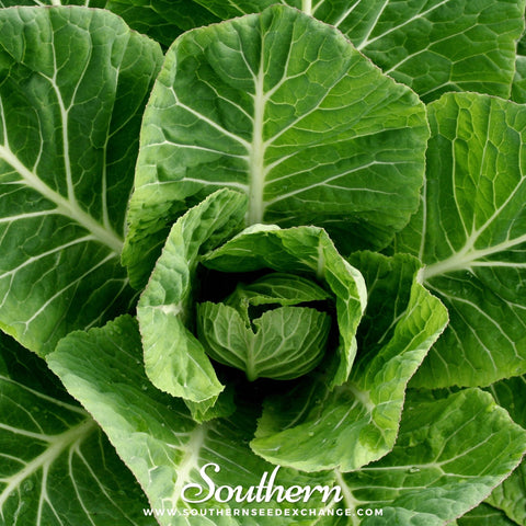 Vates Collard seeds package, 200 count, GrowTime Garden Supply