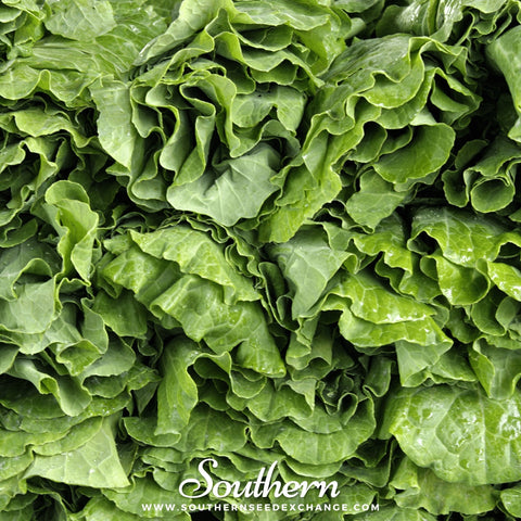Vates Collard – 200 Seeds, additional product view 2