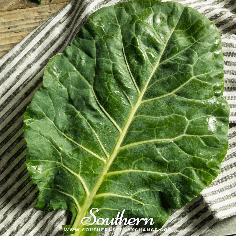 Load image into Gallery viewer, Vates Collard – 200 Seeds
