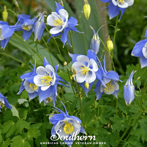 Colorado Blue Columbine seeds package, 100 count, GrowTime Garden Supply
