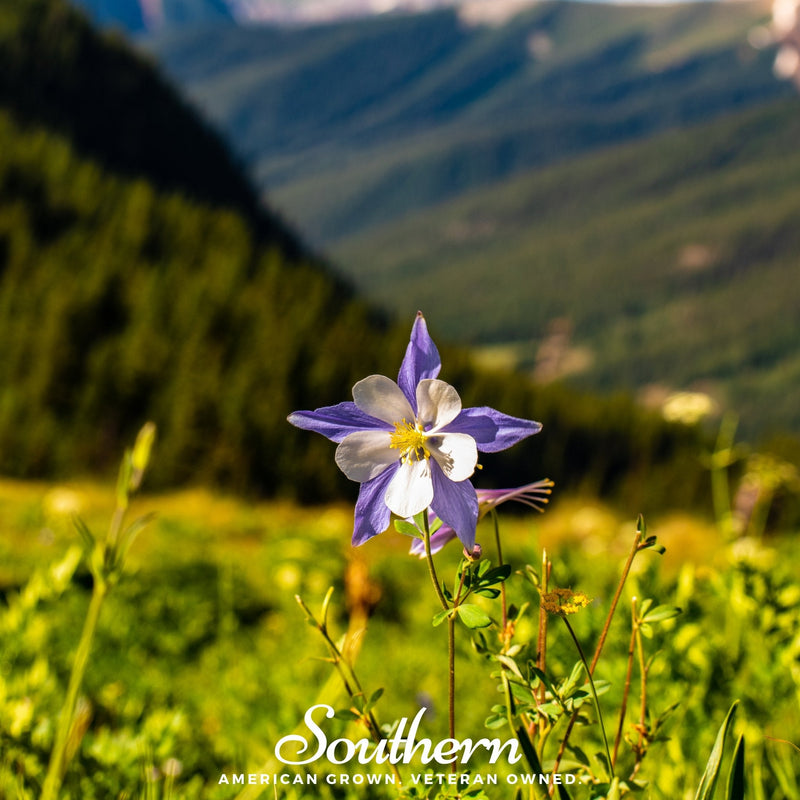 Load image into Gallery viewer, Colorado Blue Columbine – 100 Seeds
