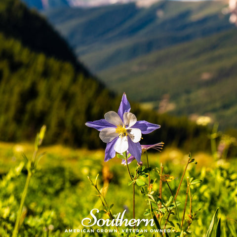 Colorado Blue Columbine – 100 Seeds, additional product view 2