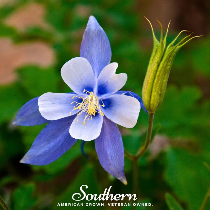 Load image into Gallery viewer, Colorado Blue Columbine – 100 Seeds
