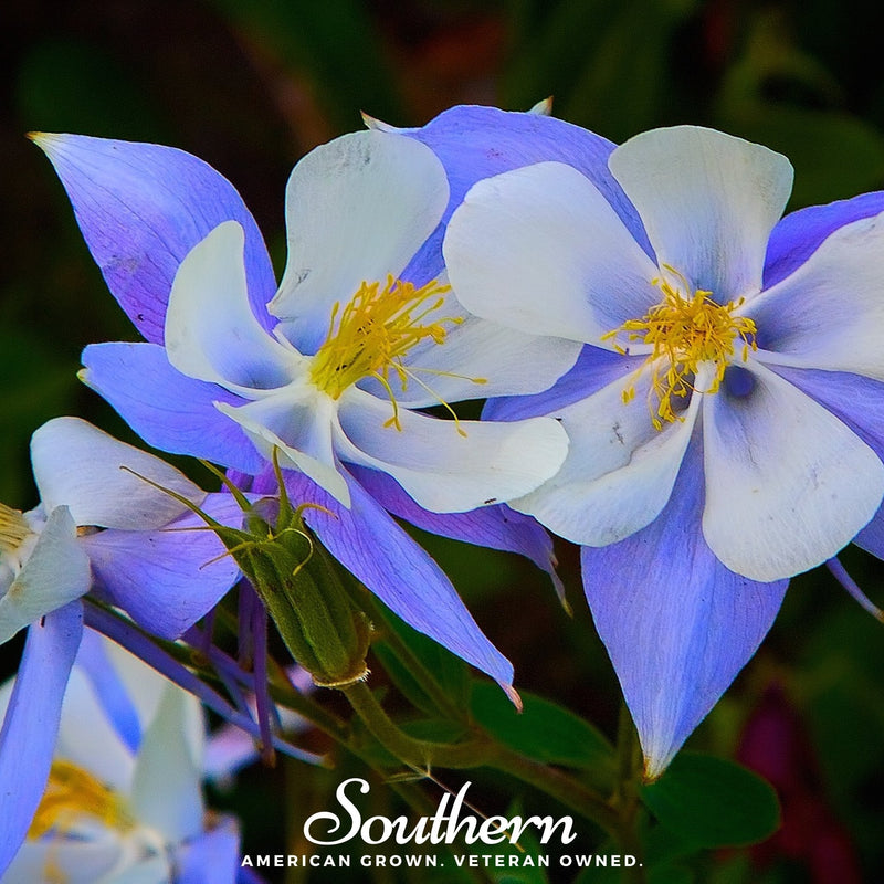 Load image into Gallery viewer, Colorado Blue Columbine – 100 Seeds
