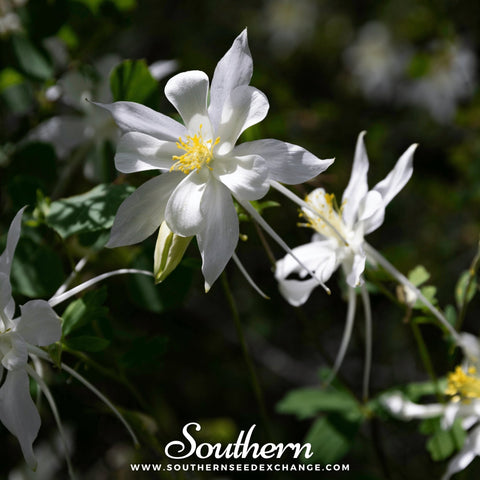 Crystal Star Columbine – 25 Seeds, additional product view 2
