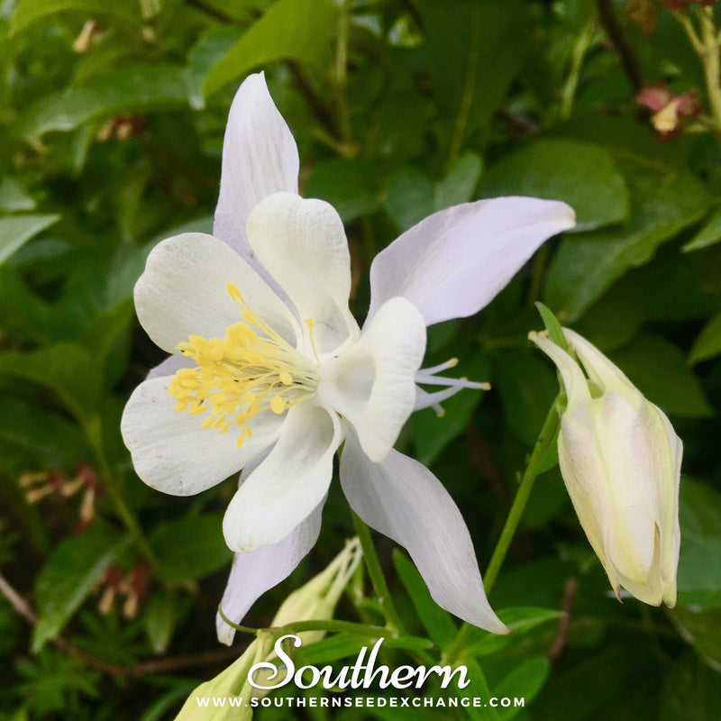 Load image into Gallery viewer, Crystal Star Columbine – 25 Seeds
