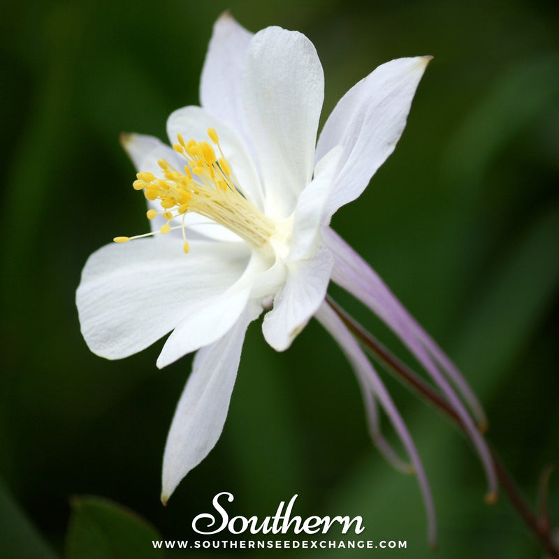 Load image into Gallery viewer, Crystal Star Columbine – 25 Seeds
