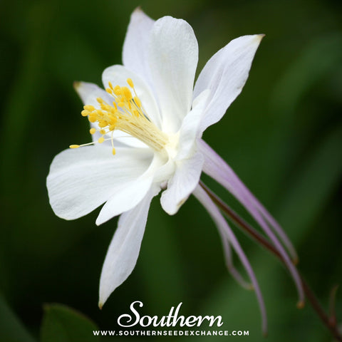 Crystal Star Columbine seeds package, 25 count, GrowTime Garden Supply