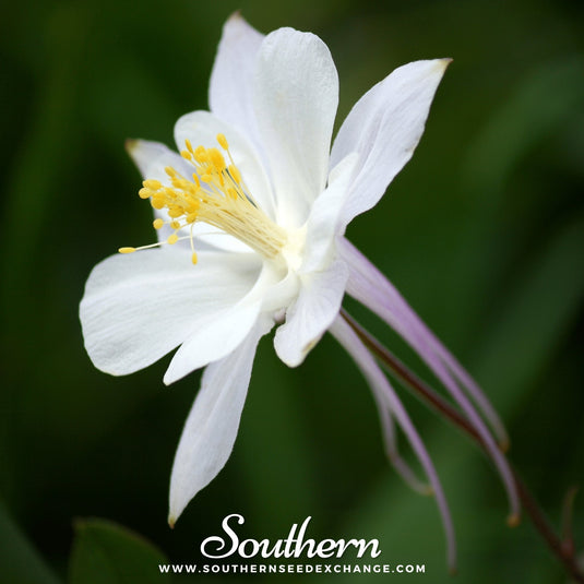 Crystal Star Columbine – 25 Seeds