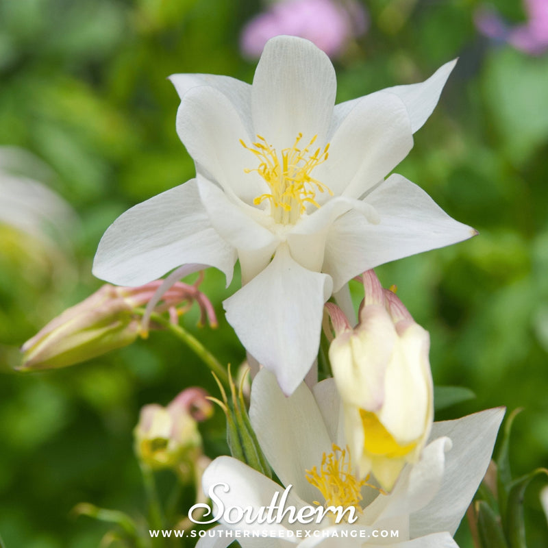 Load image into Gallery viewer, Crystal Star Columbine – 25 Seeds
