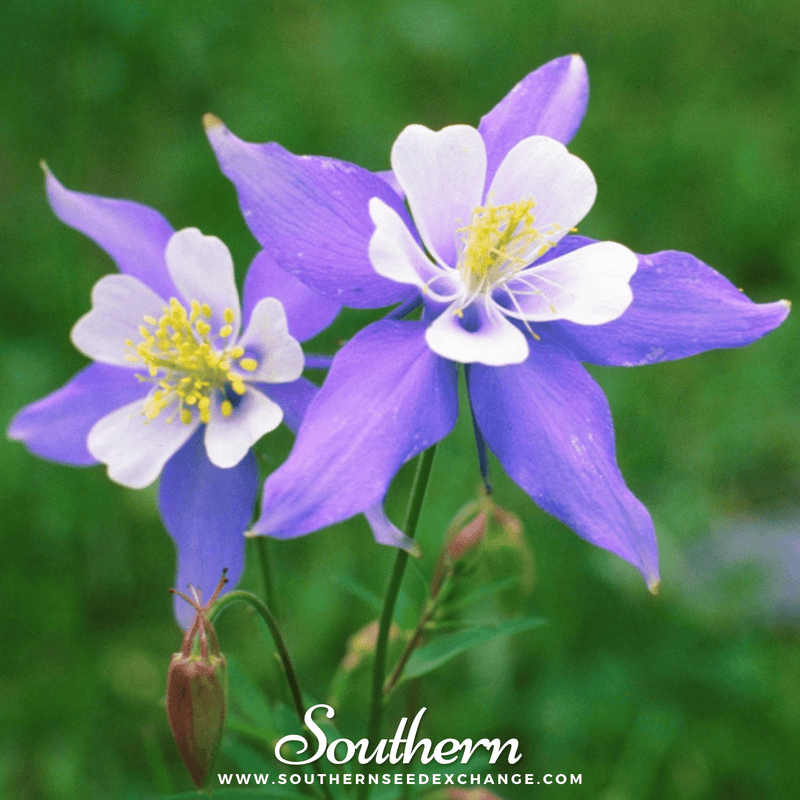 Load image into Gallery viewer, Dwarf Columbine Mix – 100 Seeds
