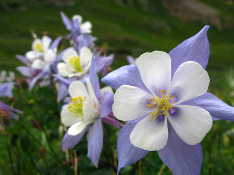 Dwarf Columbine Mix – 100 Seeds, additional product view 2