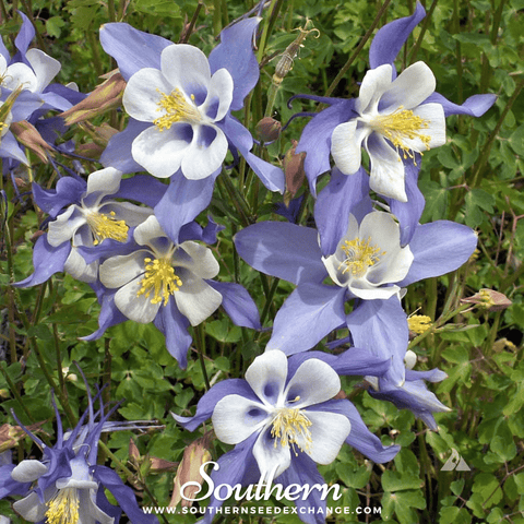 Dwarf Columbine mix seeds package, 100 count, GrowTime Garden Supply