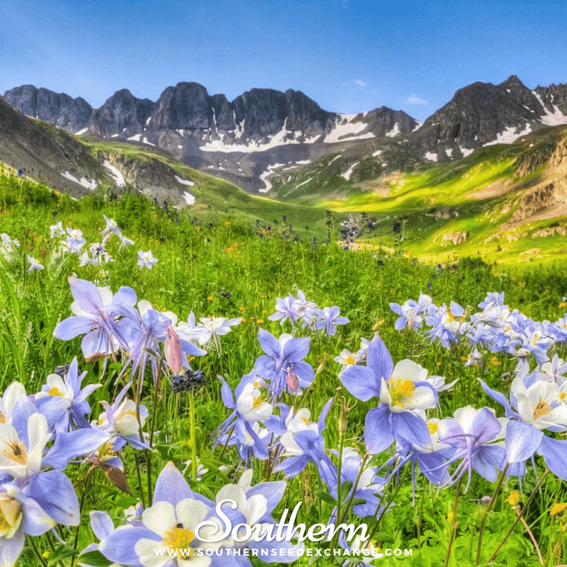 Load image into Gallery viewer, Dwarf Columbine Mix – 100 Seeds
