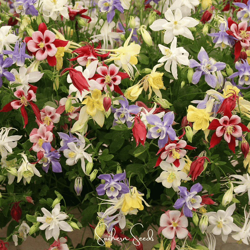 Load image into Gallery viewer, McKana Giant Columbine – 100 Seeds
