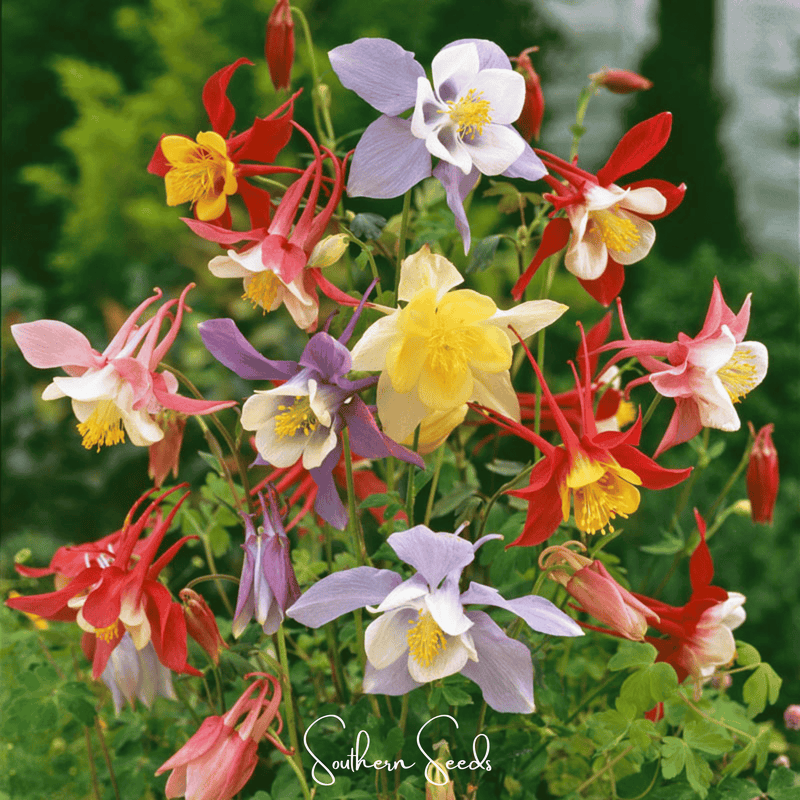 Load image into Gallery viewer, McKana Giant Columbine – 100 Seeds
