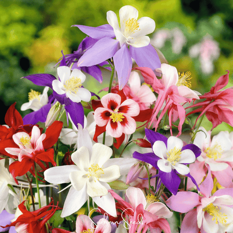 McKana Giant Columbine – 100 Seeds, additional product view 2