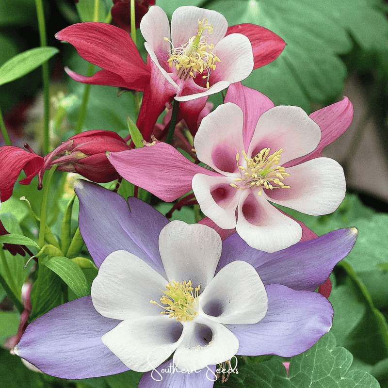Load image into Gallery viewer, McKana Giant Columbine – 100 Seeds
