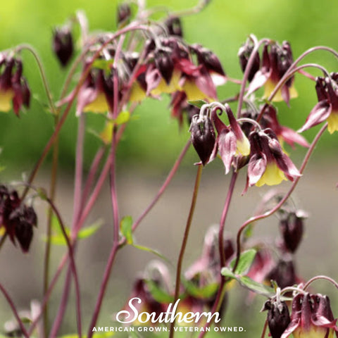 Oriental Columbine – 100 Seeds, additional product view 2