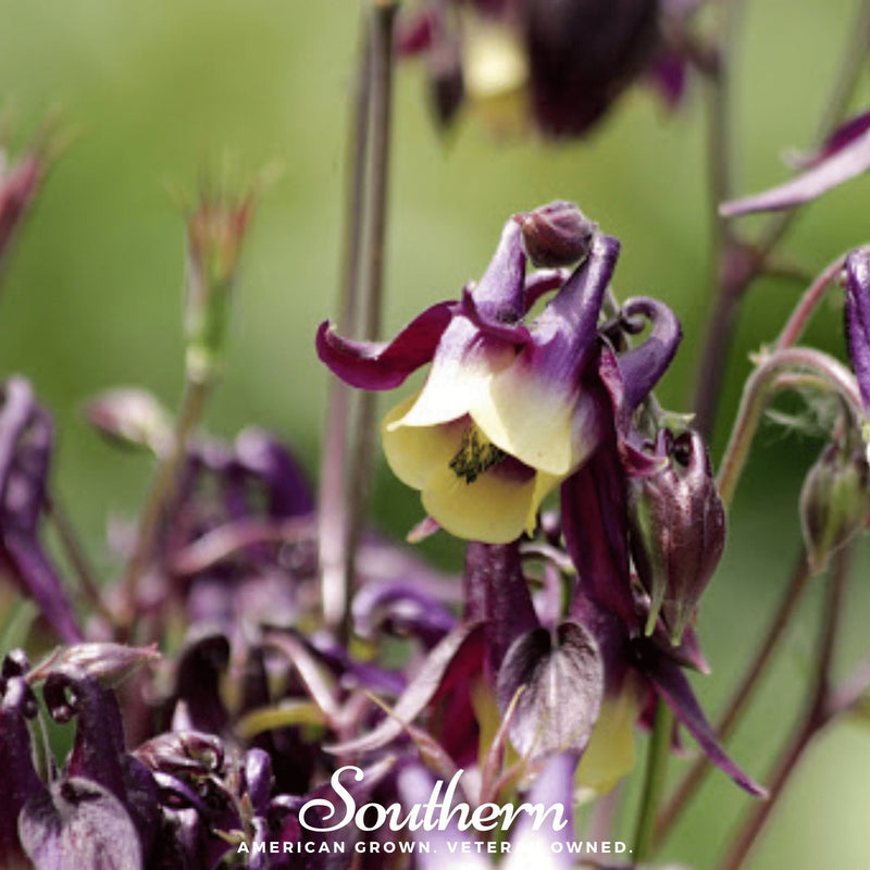 Load image into Gallery viewer, Oriental Columbine – 100 Seeds
