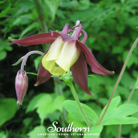 Oriental Columbine seeds package, 100 count, GrowTime Garden Supply