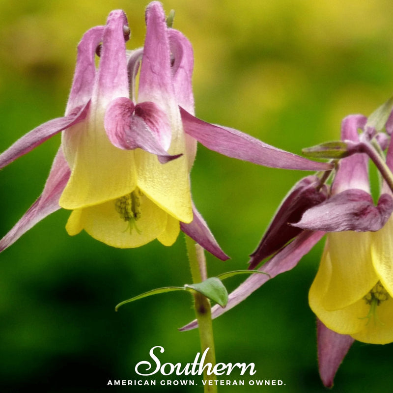 Load image into Gallery viewer, Oriental Columbine – 100 Seeds
