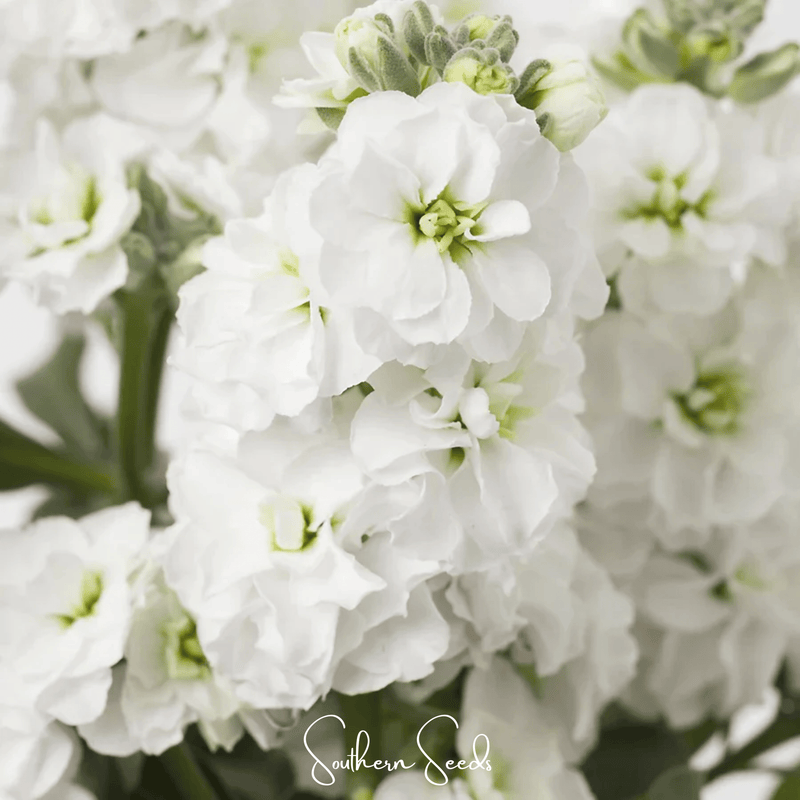 Load image into Gallery viewer, White Goddess Column Stock – 50 Seeds
