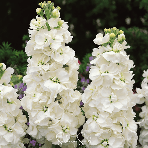 White Goddess Column Stock 50 Seeds