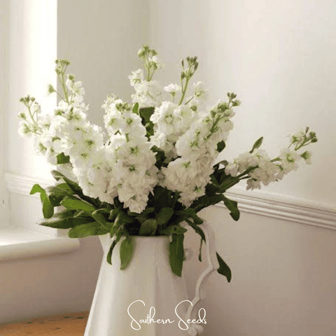 White Goddess Column Stock – 50 Seeds, additional product view 2