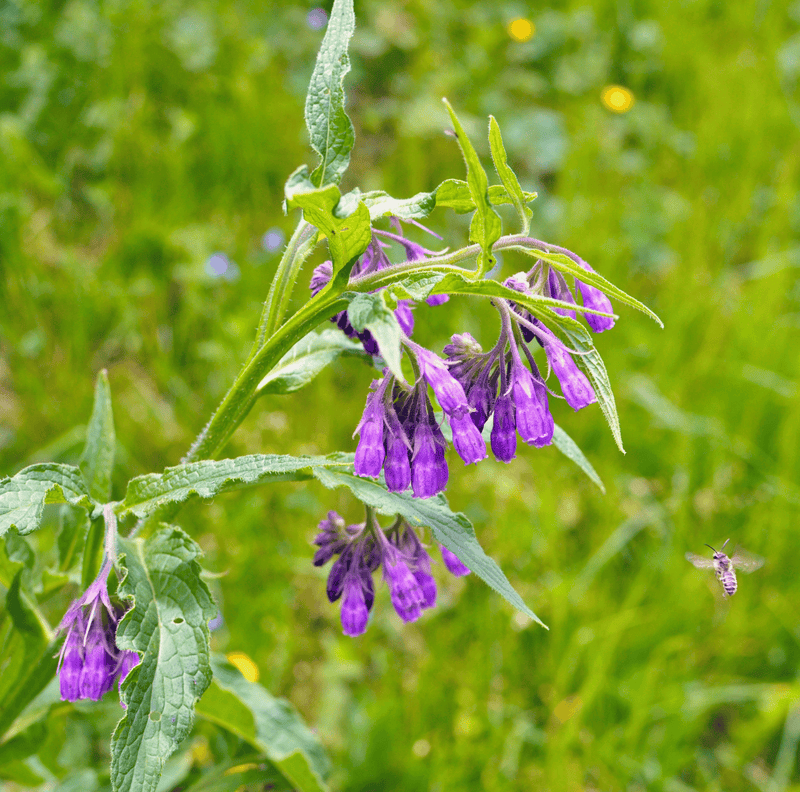 Load image into Gallery viewer, True Comfrey – 20 Seeds
