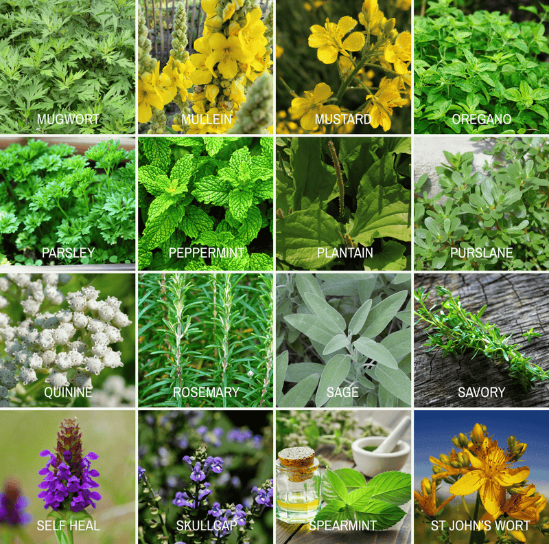 Load image into Gallery viewer, Community Garden Survival Seed Vault – 120 Seed Varieties
