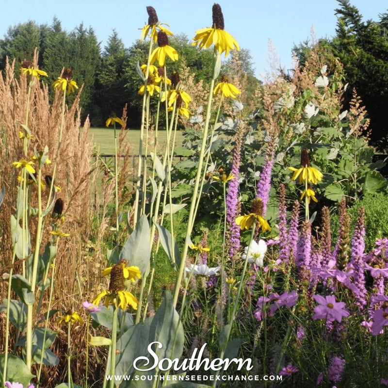 Load image into Gallery viewer, Great Coneflower – 100 Seeds
