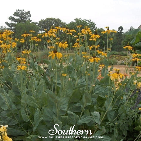 Great Coneflower seeds package, 100 count, GrowTime Garden Supply