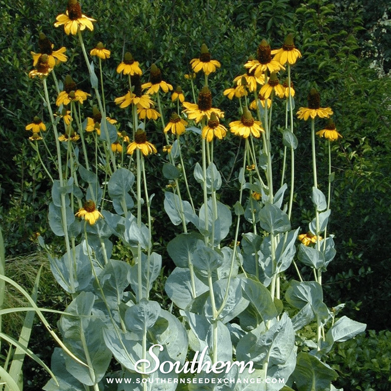 Load image into Gallery viewer, Great Coneflower – 100 Seeds
