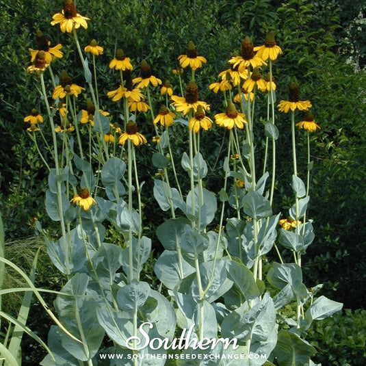 Great Coneflower – 100 Seeds