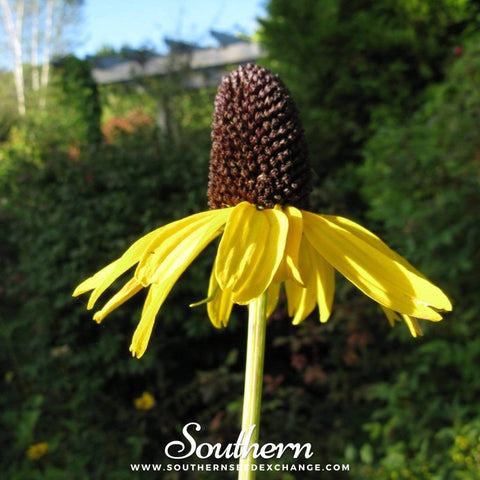Great Coneflower – 100 Seeds, additional product view 2