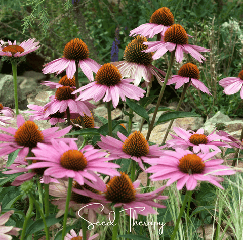 Purple Coneflower (Echinacea) – 100 Seeds, additional product view 2