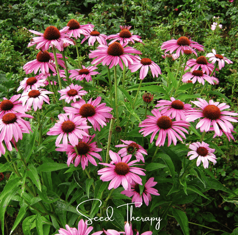 Purple Coneflower Echinacea seeds package, 100 count, GrowTime Garden Supply
