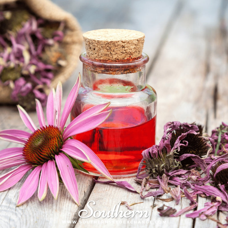 Load image into Gallery viewer, Purple Coneflower (Echinacea) – 100 Seeds

