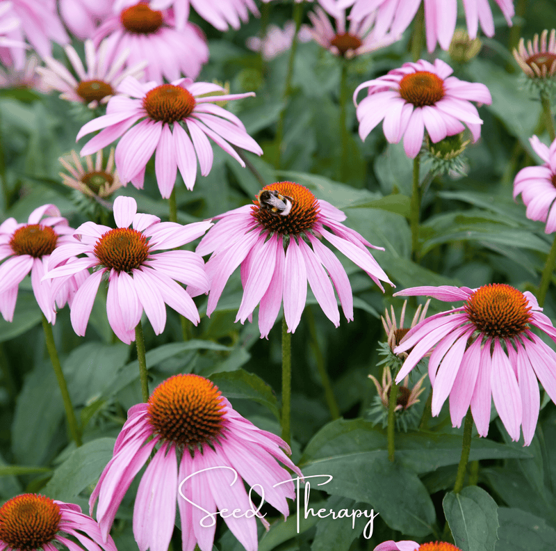 Load image into Gallery viewer, Purple Coneflower (Echinacea) – 100 Seeds
