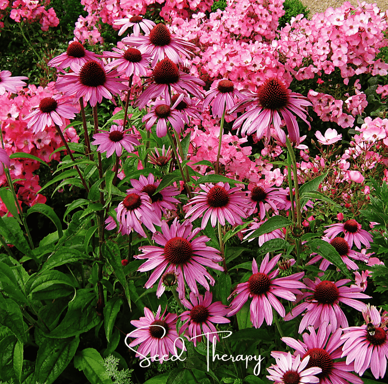 Load image into Gallery viewer, Purple Coneflower (Echinacea) – 100 Seeds
