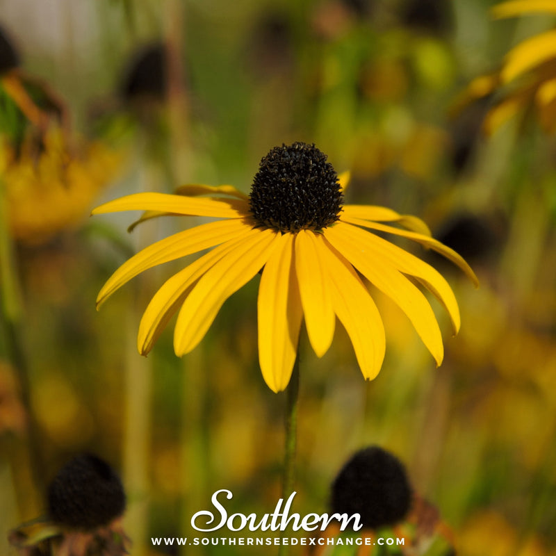 Load image into Gallery viewer, Yellow Coneflower – 100 Seeds
